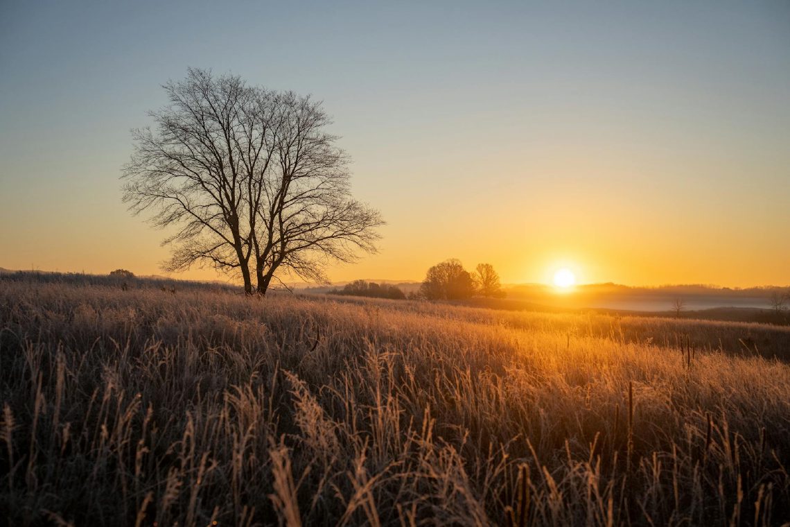 Vereinzelter Baum auf weiter Wiese im Abendlicht
