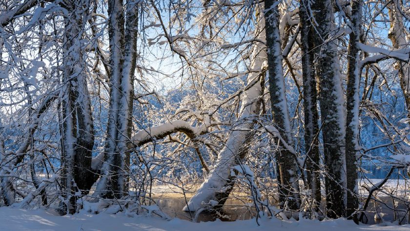 Verschneite Winterlandschaft mit Wald, ruhig und still