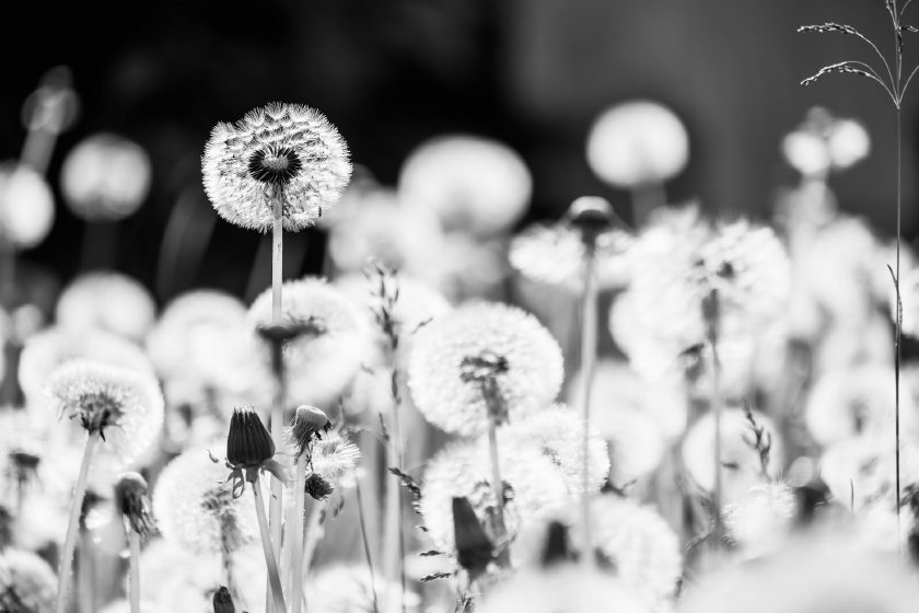 Pusteblumen-Samen in weichem Schwarz-Weiß, fein und diffus