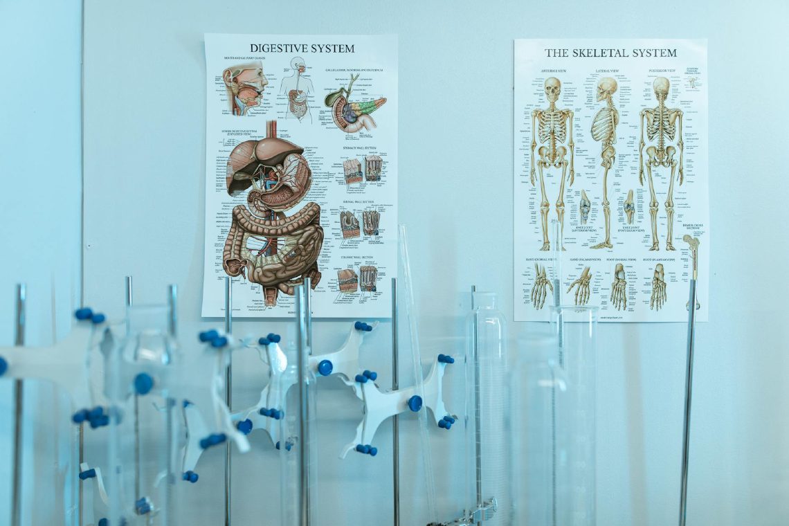 Anatomisches Lehrposter im Behandlungsraum