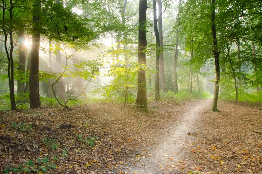 Sanft ansteigender Waldweg in ruhigem Tageslicht