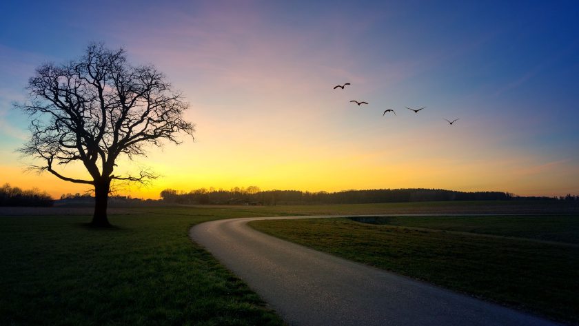 Geschwungener Feldweg bei Sonnenaufgang mit kahlem Baum und ziehenden Vögeln