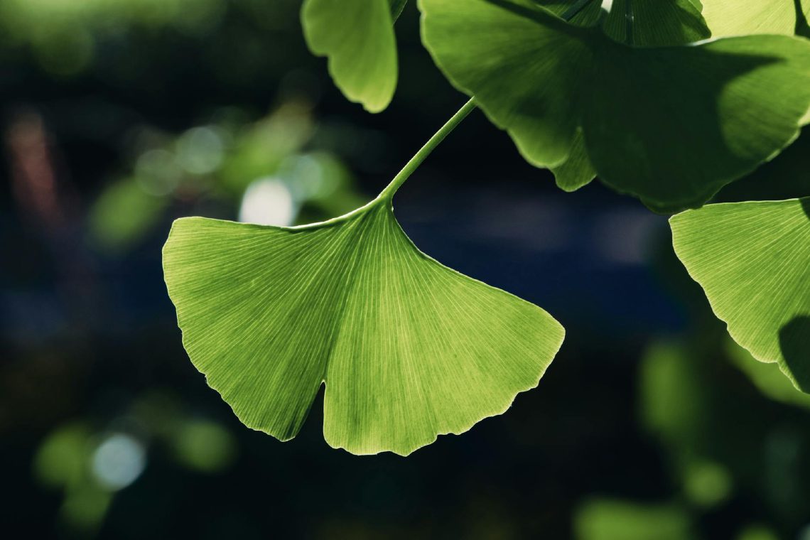 Ginkgo-Blätter im Detail